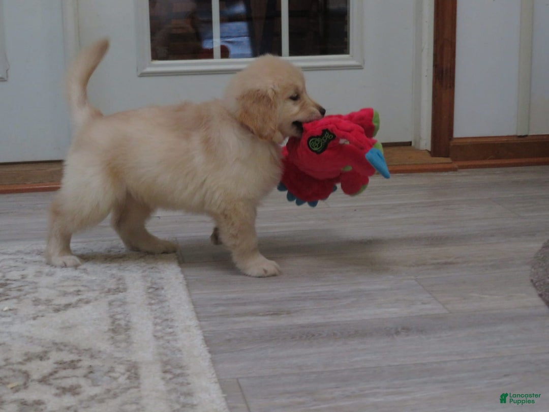 Golden Retriever dogs for sale: Erin - Image 2