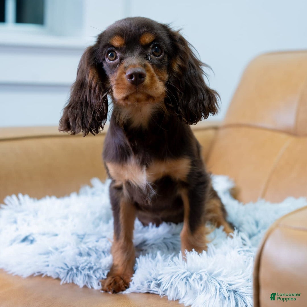 Cavalier King Charles Spaniel dogs for sale: Lance - Image 10
