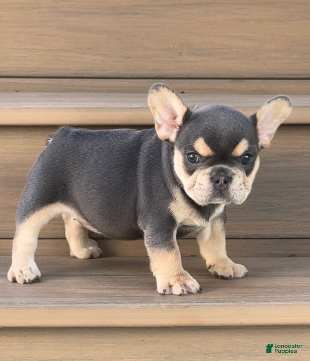 French Bulldog dogs for sale: Hilda - Image 8
