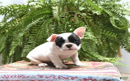 French Bulldog dogs for sale: Captain - Image 1