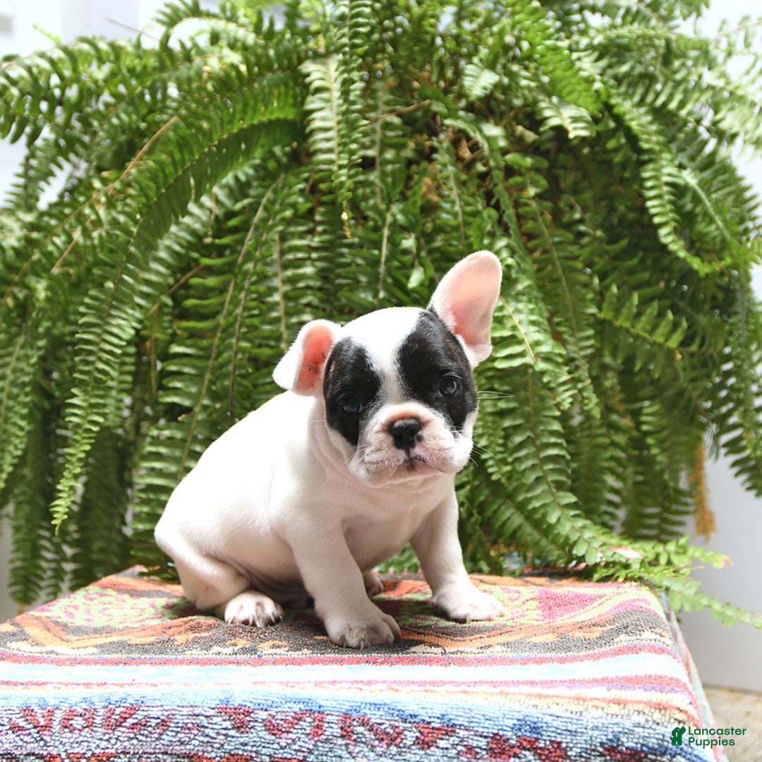 French Bulldog dogs for sale: Captain - Image 1