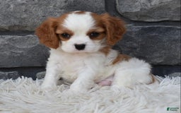 Cavalier King Charles Spaniel dogs for sale: Buddy - Image 2