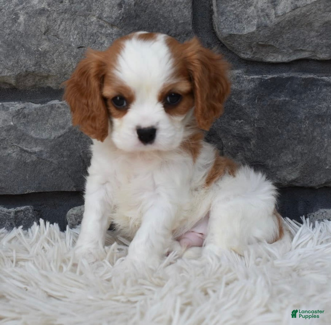 Cavalier King Charles Spaniel dogs for sale: Buddy - Image 2