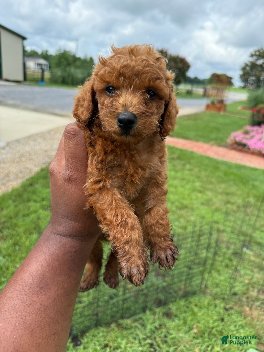 Mini Goldendoodle dogs for sale: Shar - Image 3