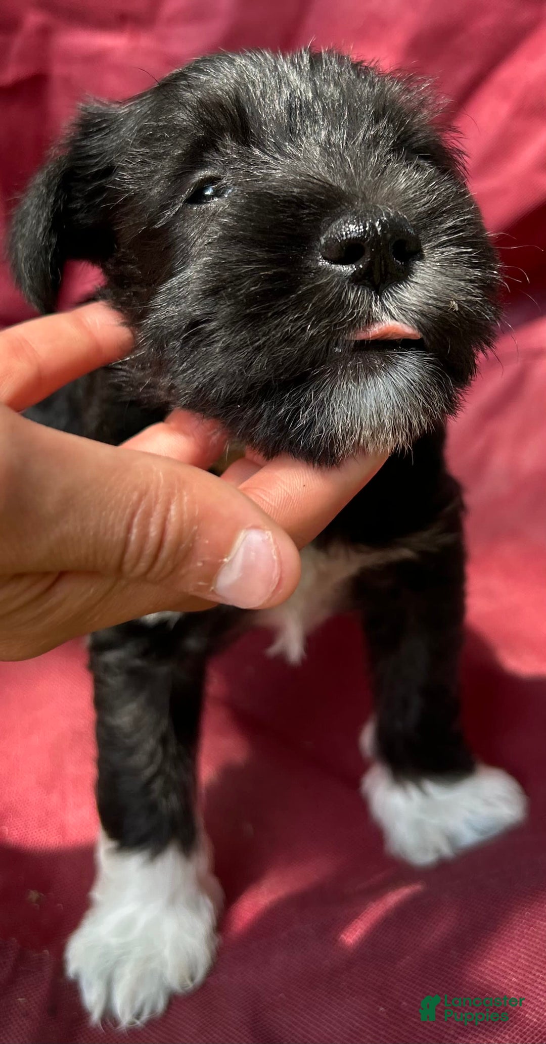 Miniature Schnauzer dogs for sale: Junie - Image 11