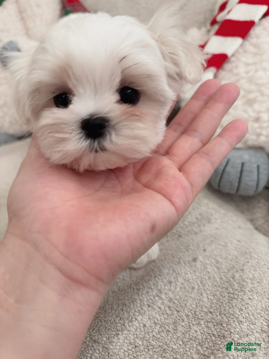 Maltipoo dogs for sale: Cashew - Image 2