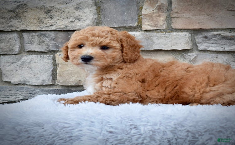Mini Goldendoodle dogs for sale - Ad 3