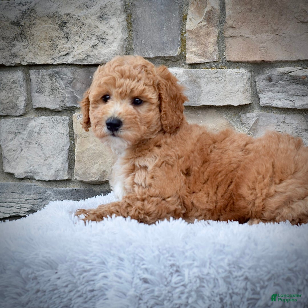 Mini Goldendoodle dogs for sale: Petite Mr. Alex - Image 1