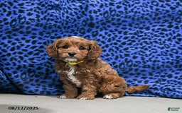 Cavapoo dogs for sale: Buffy - Image 4