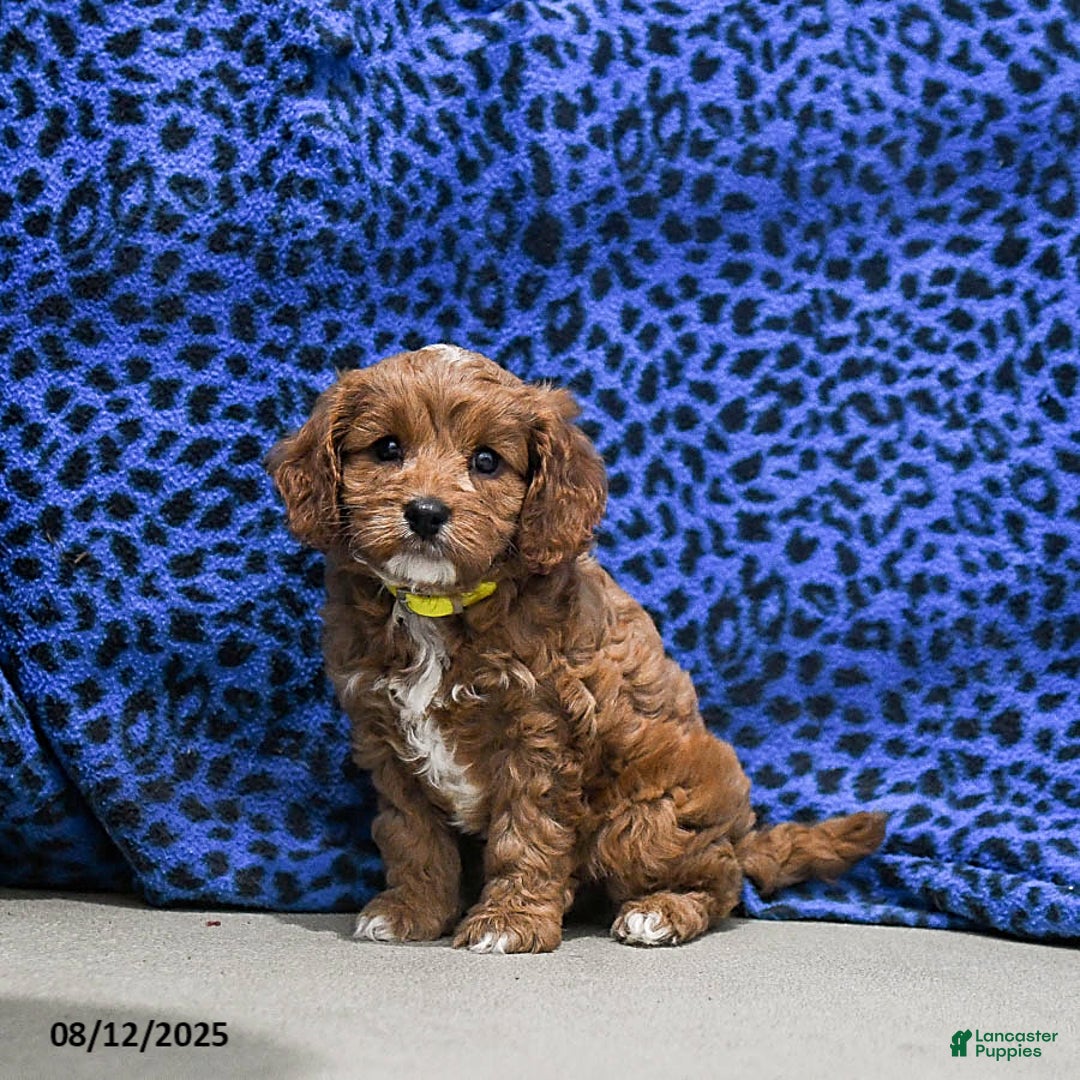 Cavapoo dogs for sale: Buffy - Image 4