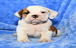 Beabull dogs for sale: Carson - Image 2