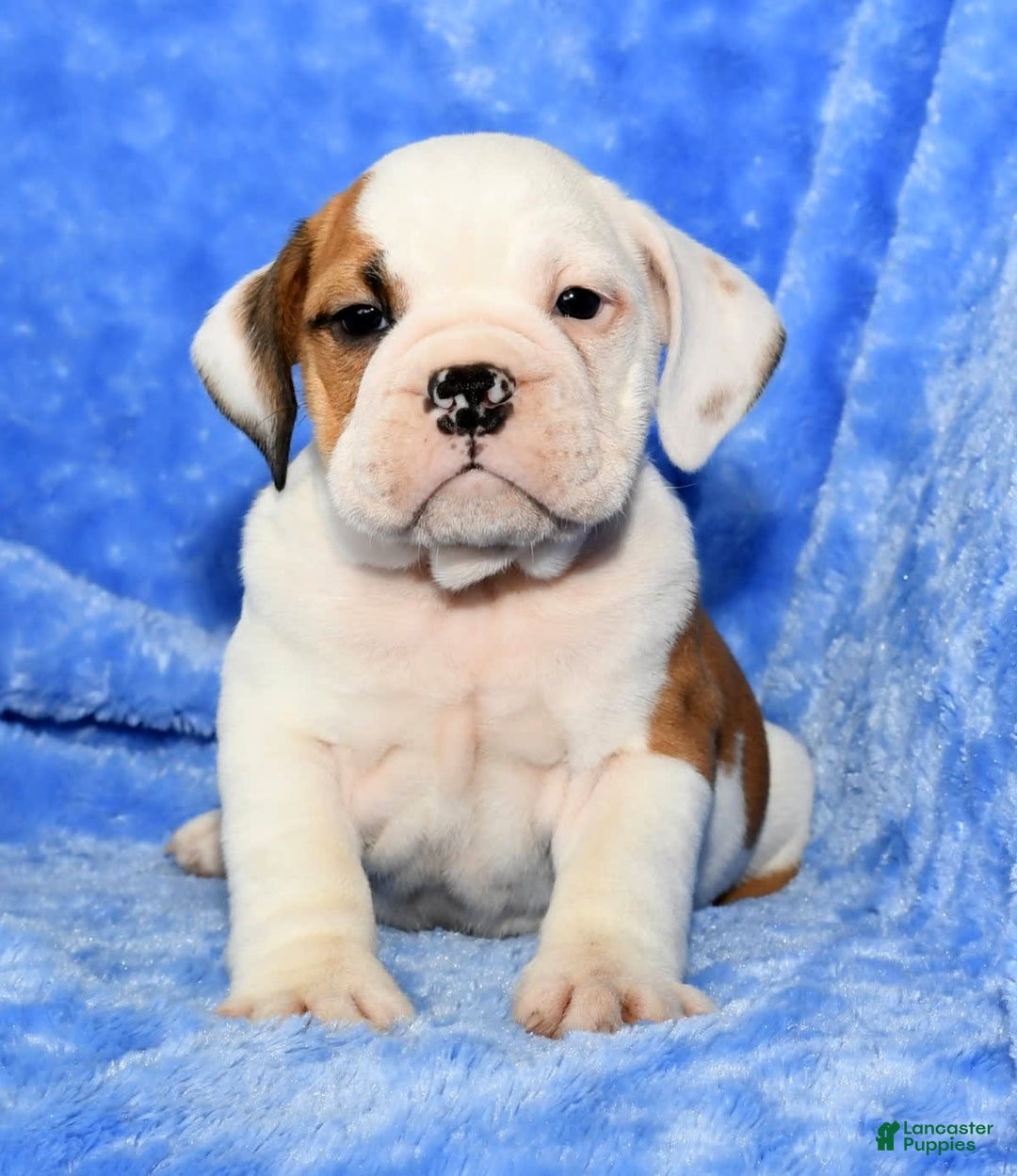 Beabull dogs for sale: Carson - Image 2