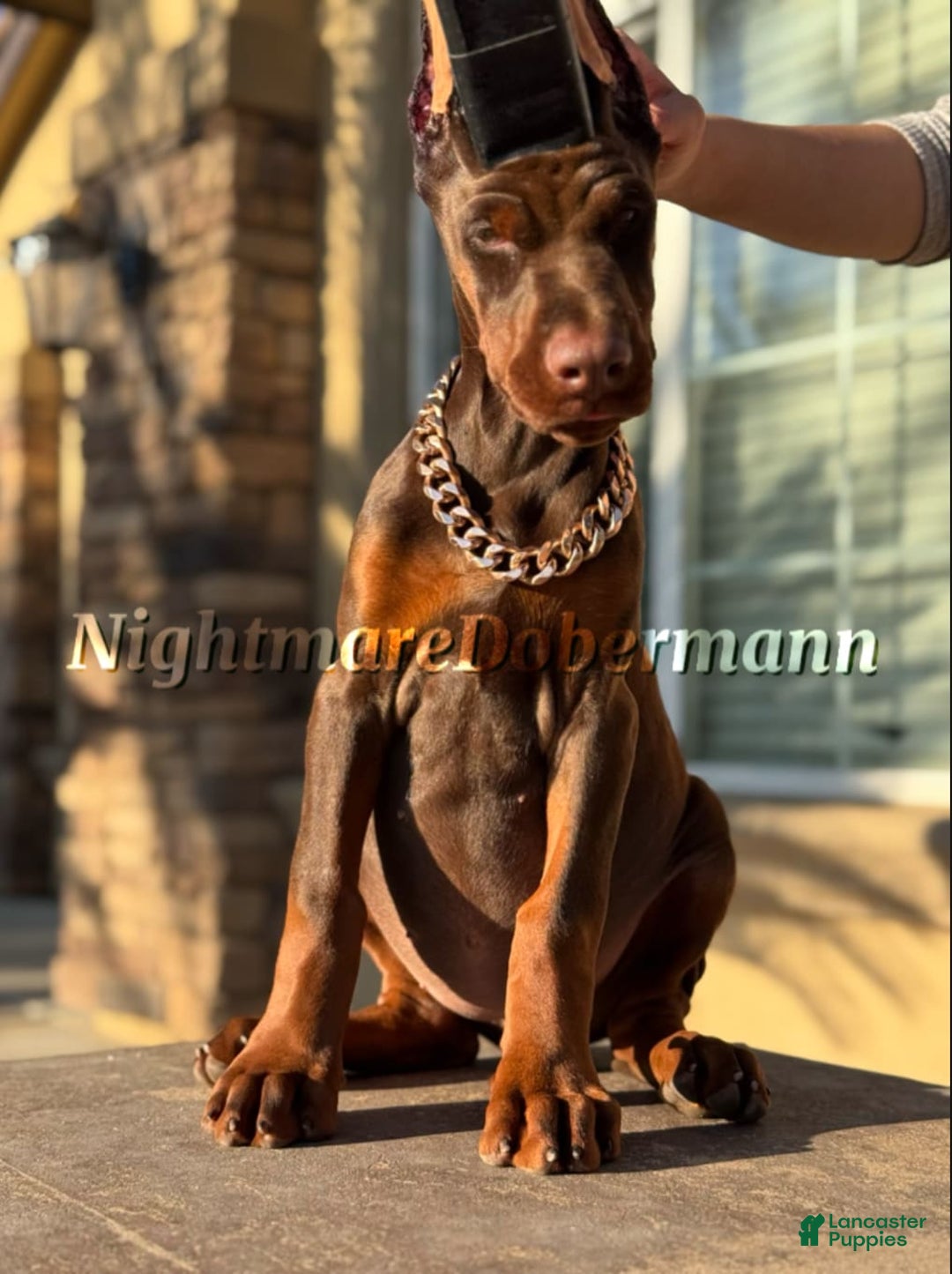 Doberman Pinscher dogs for sale: Tesoro - Image 4