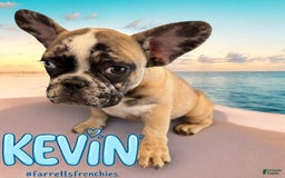 French Bulldog dogs for sale: Kevin - Image 7