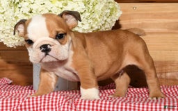 Beabull dogs for sale: Chase - Image 3