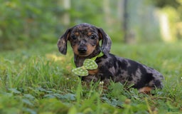 Miniature Dachshund dogs for sale: Jackson - Image 6