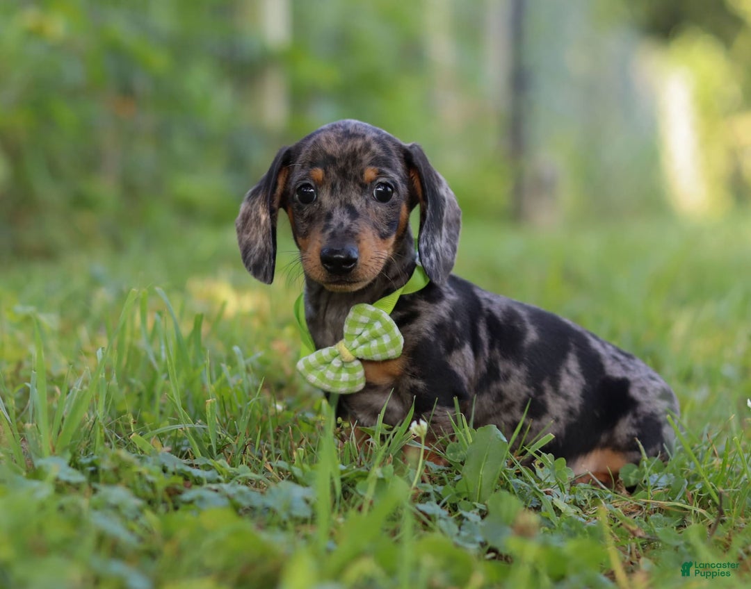 Miniature Dachshund dogs for sale: Jackson - Image 6