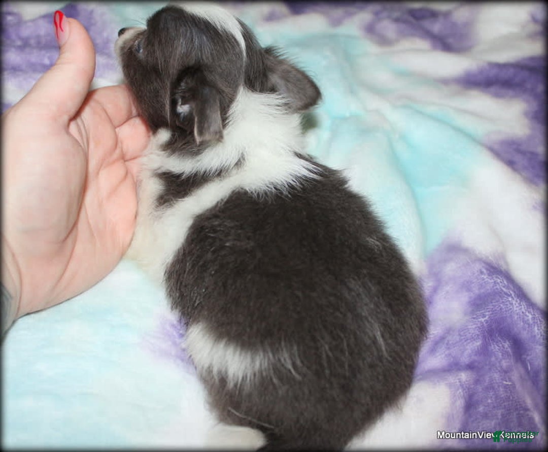Chihuahua dogs for sale: Longhair Chavez - Image 2