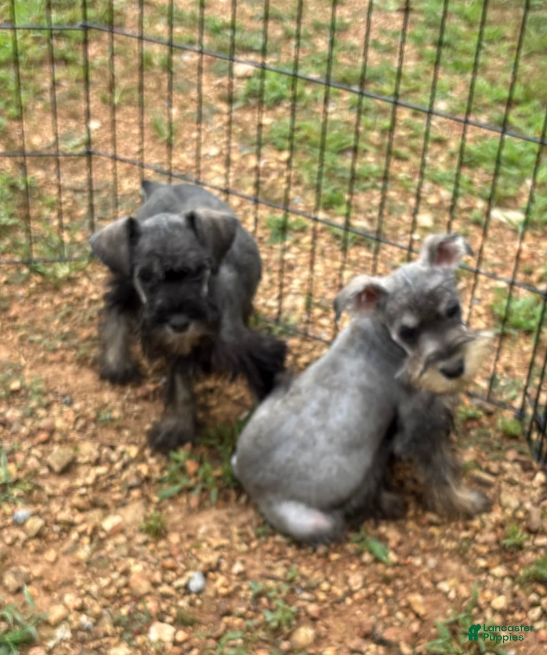 Miniature Schnauzer dogs for sale: Puppy two - Image 3