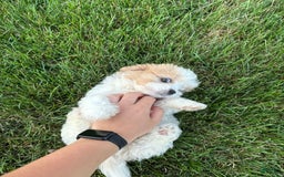 Cavachon dogs for sale: Diego - Image 4