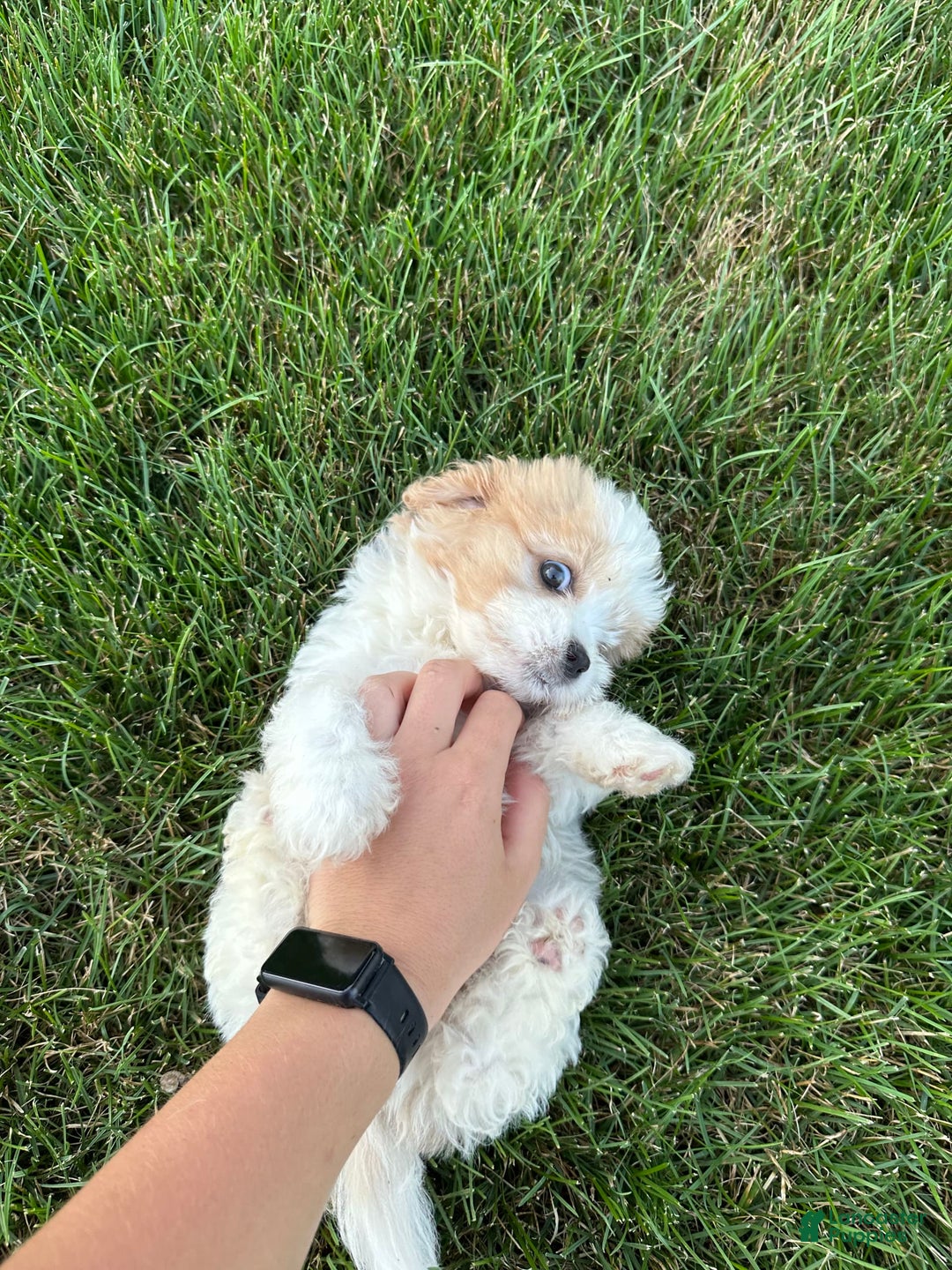 Cavachon dogs for sale: Diego - Image 4