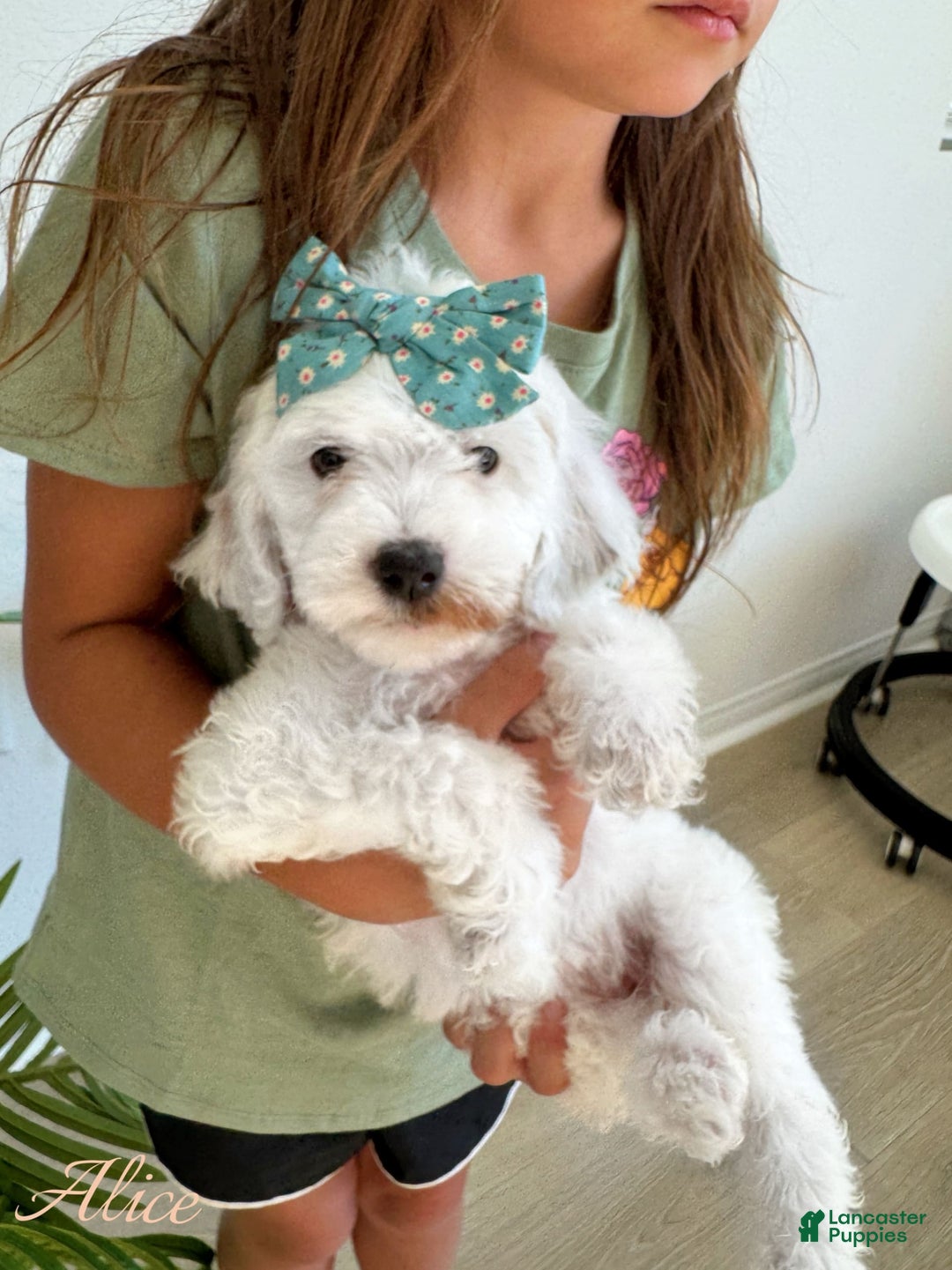 Mini Goldendoodle dogs for sale: Petite Alice - Image 16