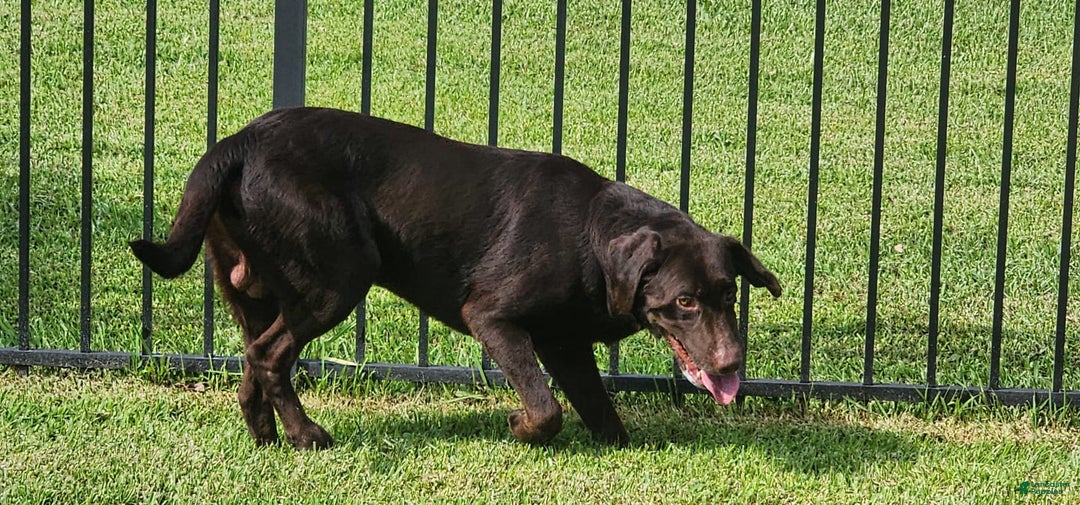 Labrador Retriever dogs for sale: Hank - Image 5