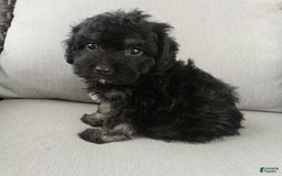 Havapoo dogs for sale: Jenny - Image 1