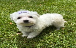Maltese dogs for sale: Bella - Image 5