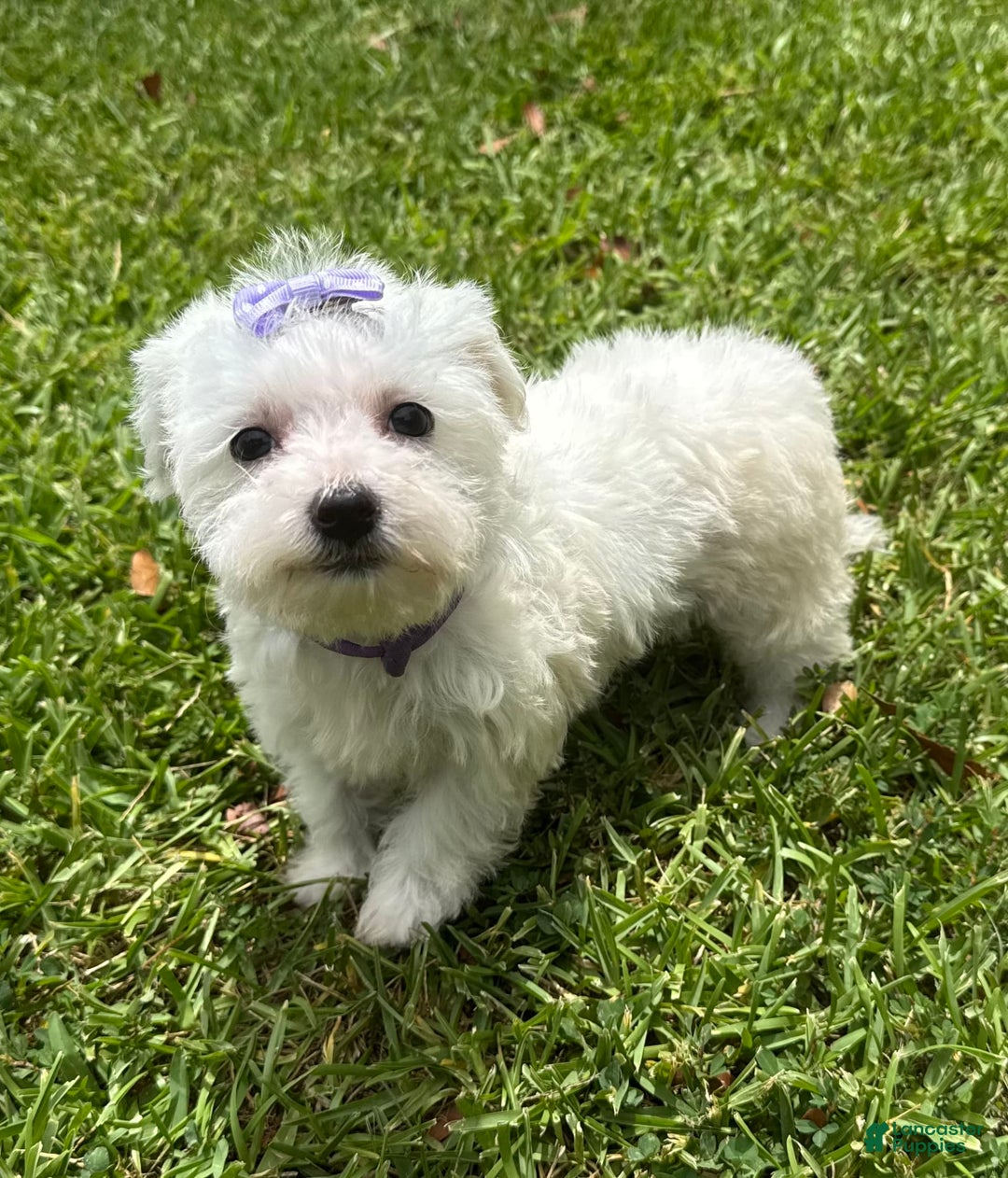 Maltese dogs for sale: Bella - Image 5
