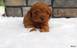 Cavapoo dogs for sale: Kane - Image 2