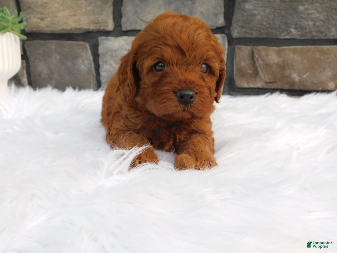 Cavapoo dogs for sale: Kane - Image 2
