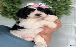 Cavachon dogs for sale: Chloe - Image 2