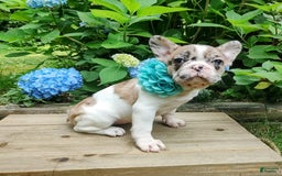 French Bulldog dogs for sale: Athena Akc - Image 15
