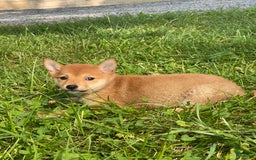 Shiba Inu dogs for sale: Irene - Image 8
