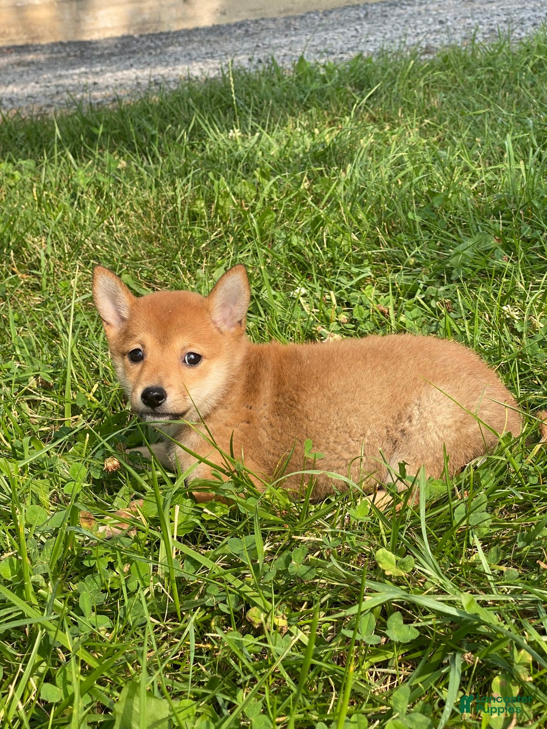 Shiba Inu dogs for sale: Irene - Image 8