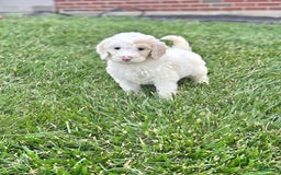 Newfypoo dogs for sale: Captain America - Image 1