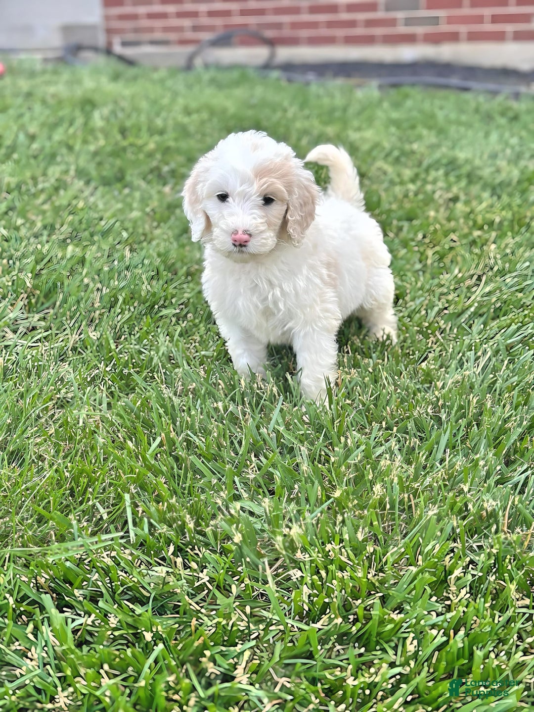 Newfypoo dogs for sale: Captain America - Image 1