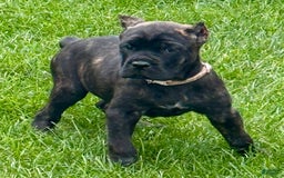 Cane Corso dogs for sale: Bonnie - Image 4