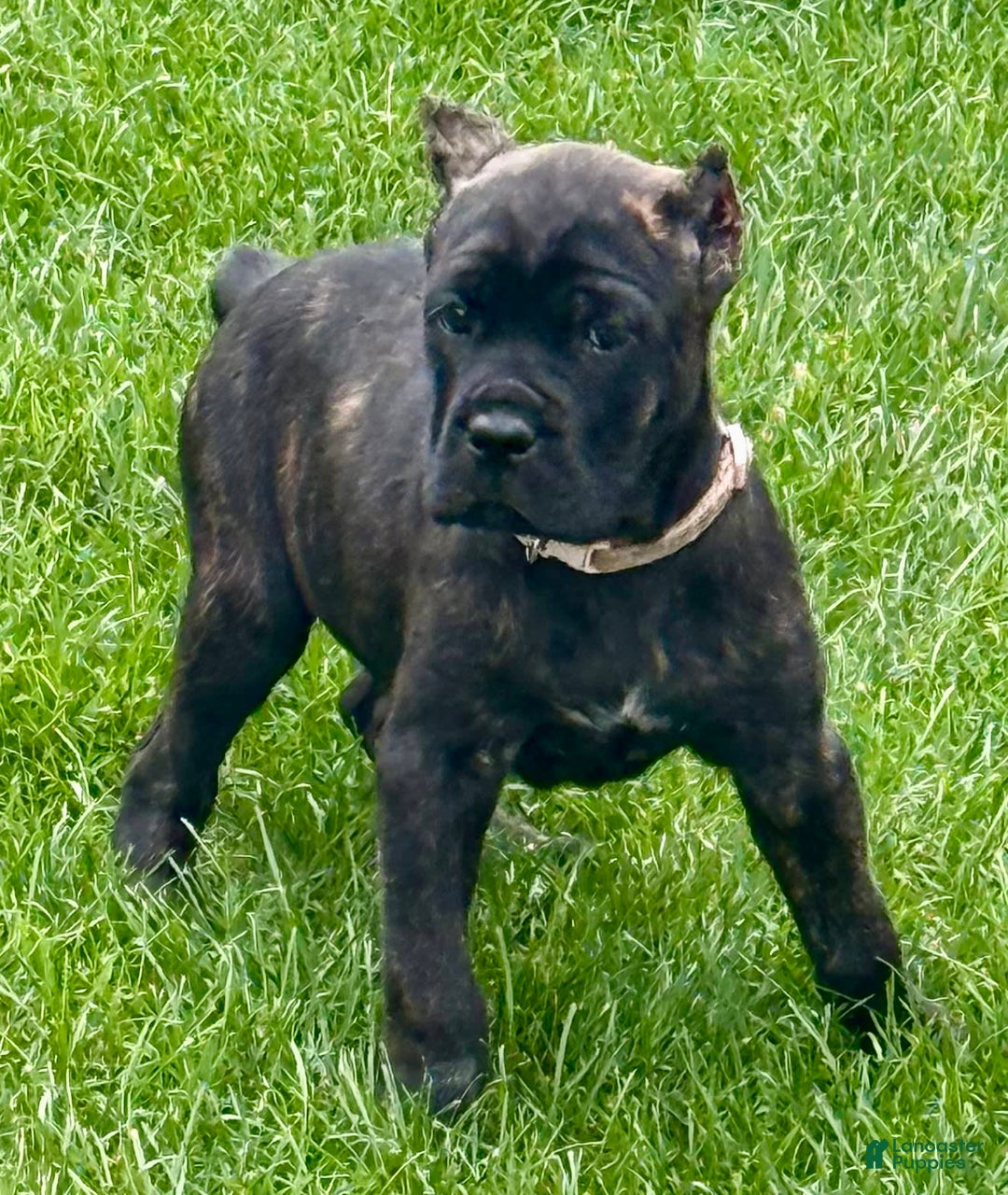Cane Corso dogs for sale: Bonnie - Image 4