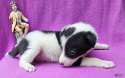 Border Collie dogs for sale: Fasti - Image 11