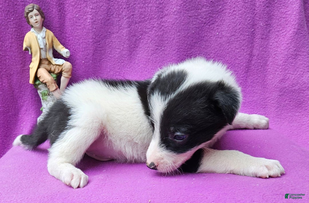 Border Collie dogs for sale: Fasti - Image 11