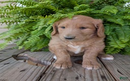Goldendoodle dogs for sale: Bella - Image 12