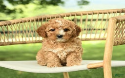 Mini Bernedoodle dogs for sale: Hazel - Image 4