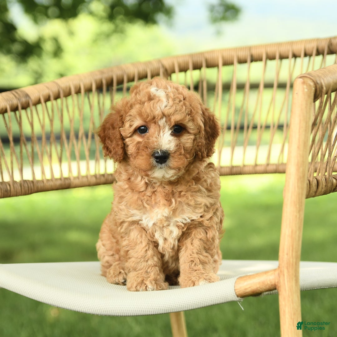 Mini Bernedoodle dogs for sale: Hazel - Image 4