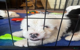 Old English Sheepdog dogs for sale: Iris - Image 7