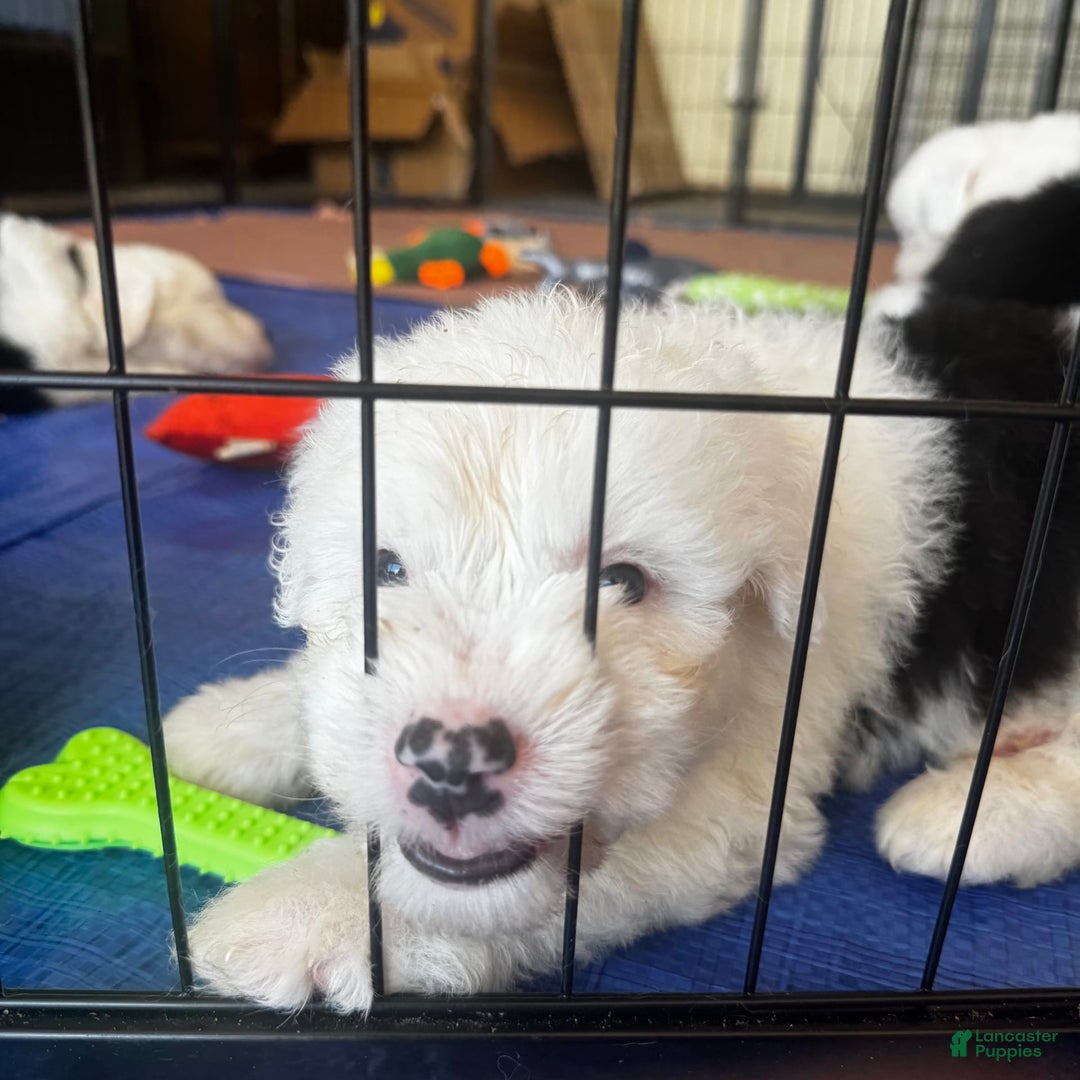 Old English Sheepdog dogs for sale: Iris - Image 7