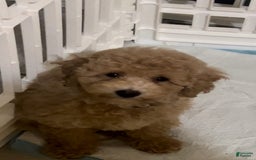 Bichpoo dogs for sale: Milo - Image 2