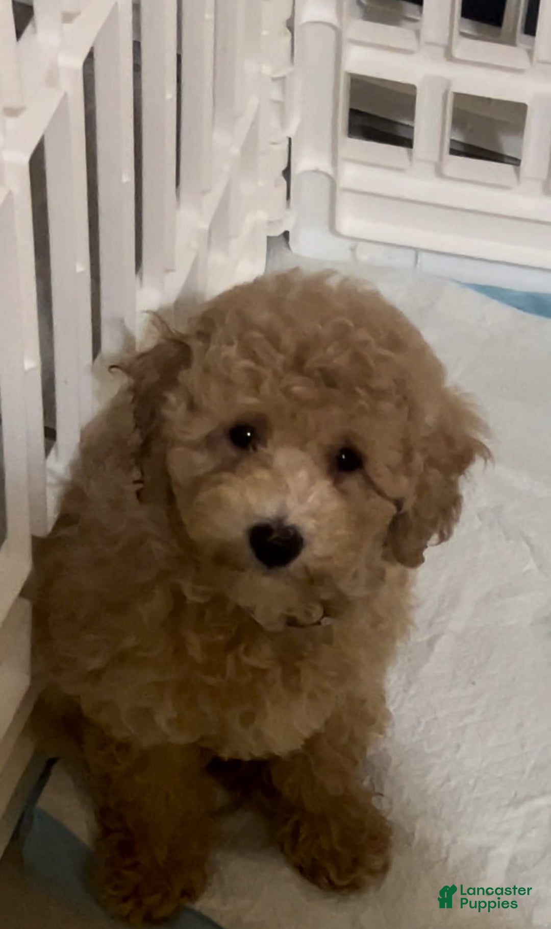 Bichpoo dogs for sale: Milo - Image 2