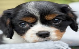 Cavalier King Charles Spaniel dogs for sale: Cody - Image 4